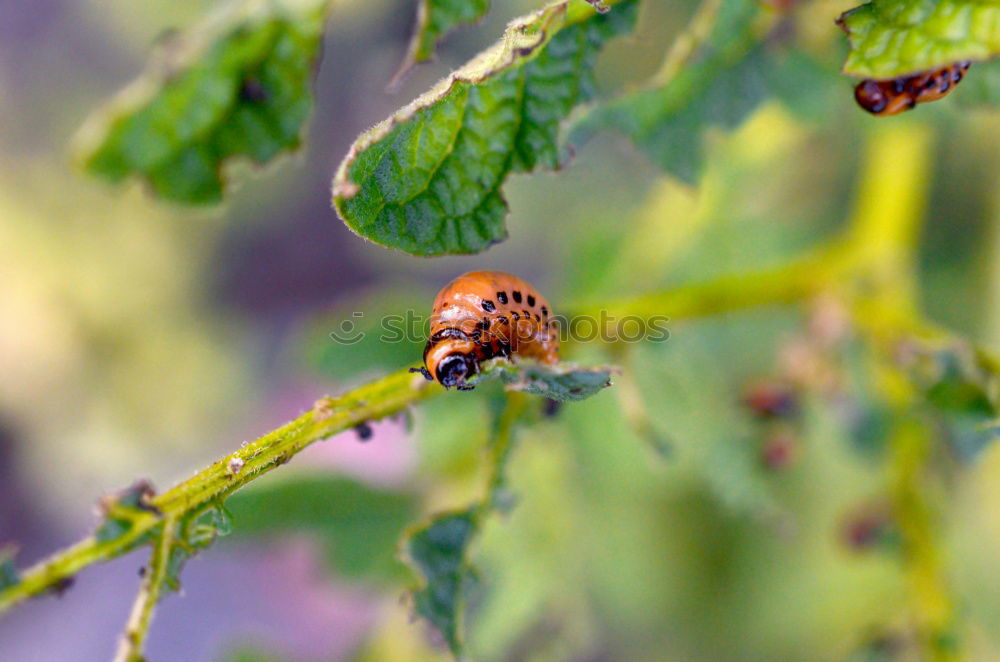 Similar – Fly, Beetle, fly Animal