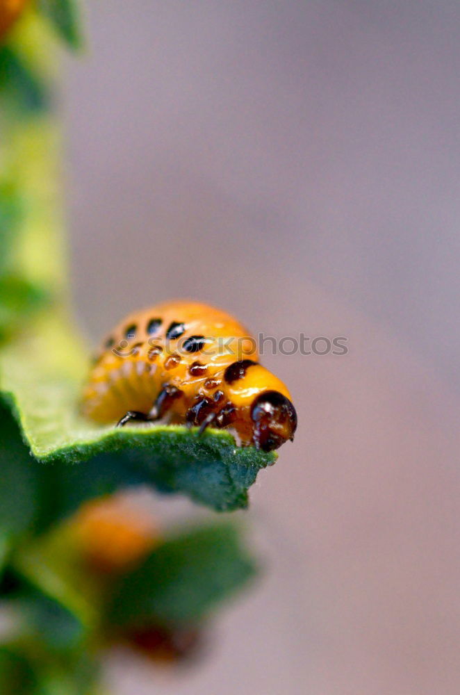 Similar – Image, Stock Photo hang out Caterpillar Leaf