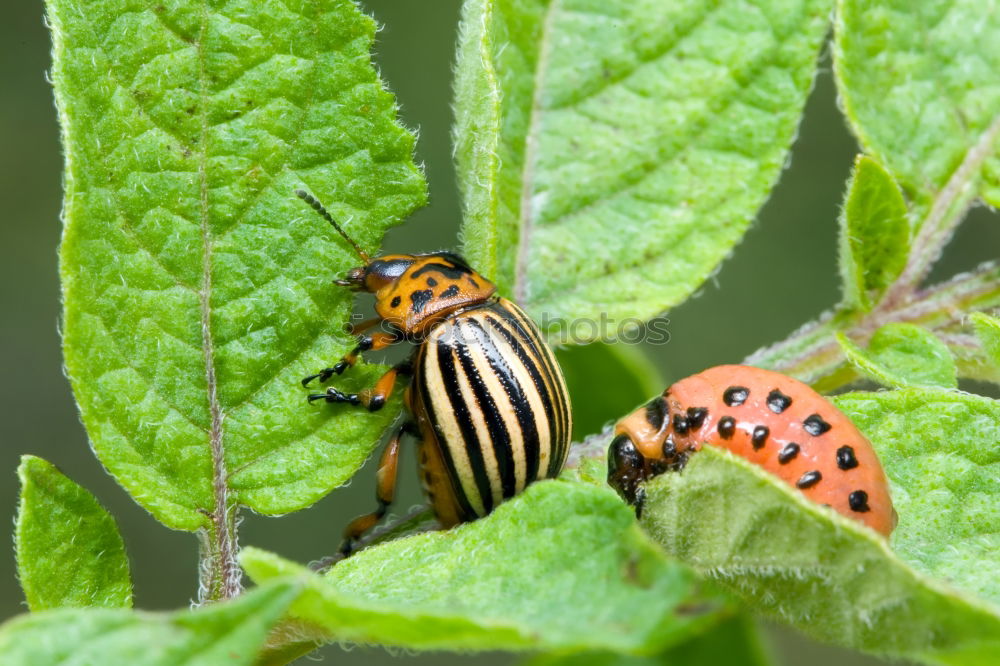 Similar – Schlüpfende Wanzenlarven mit Eiern