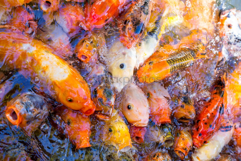 Similar – fish pile Animal