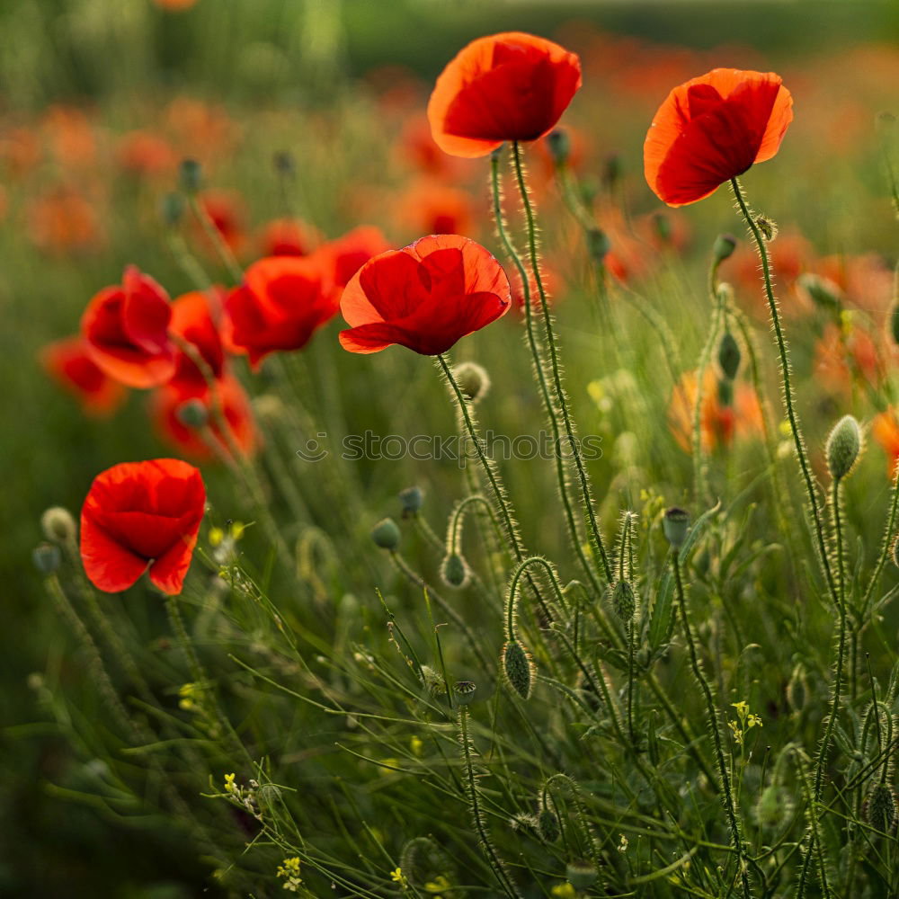 Similar – Image, Stock Photo Blue and red and green, cornflowers and poppies in the meadow