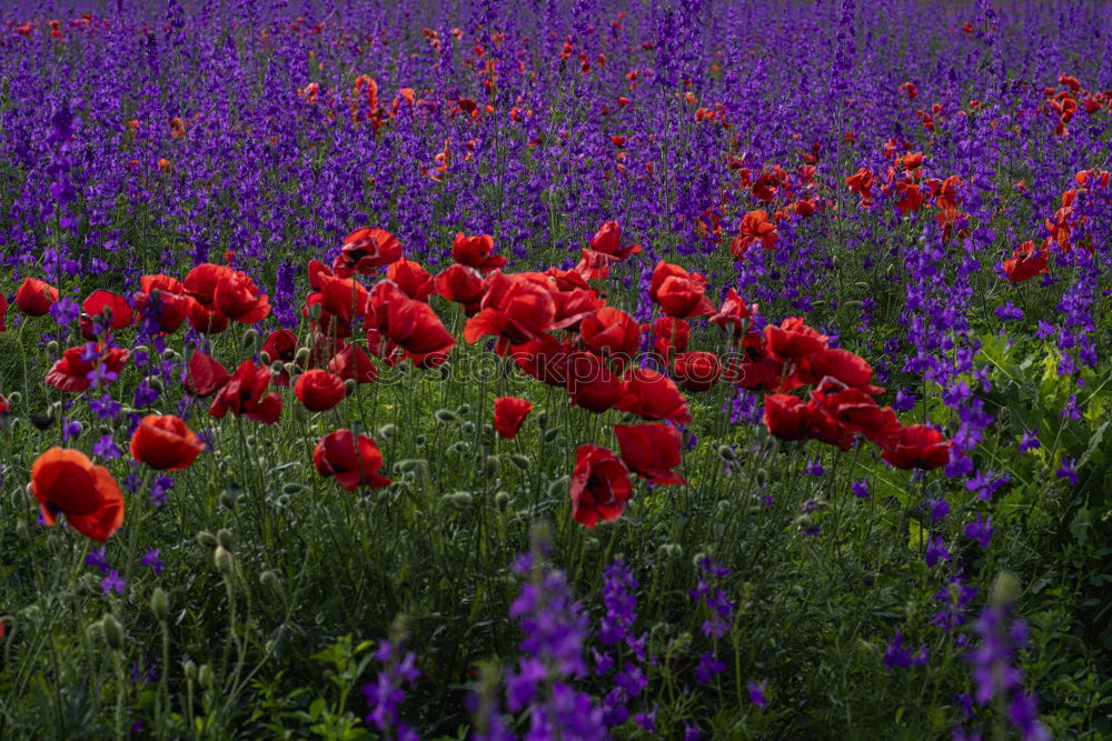 Similar – Tulpen Pflanze Blüte