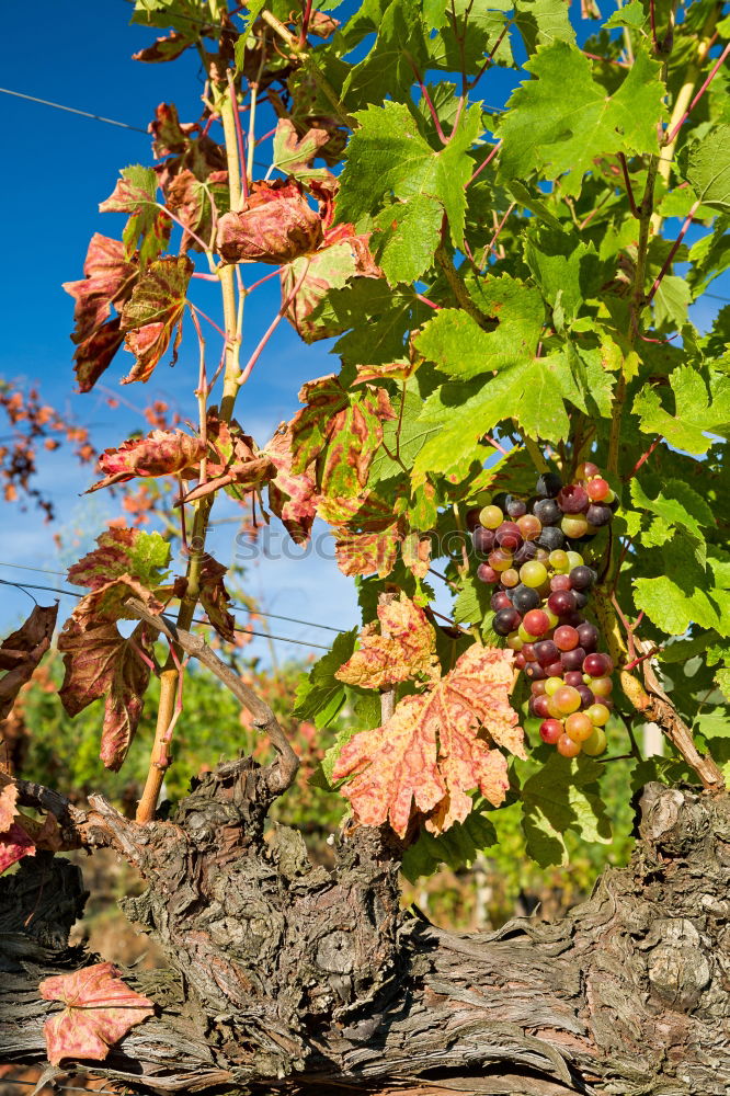 Similar – Rebstock Wein Sekt