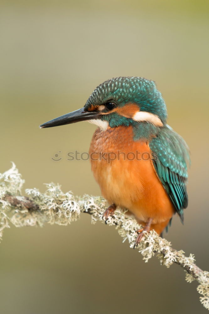 Colored kingfisher bird preening on a branch