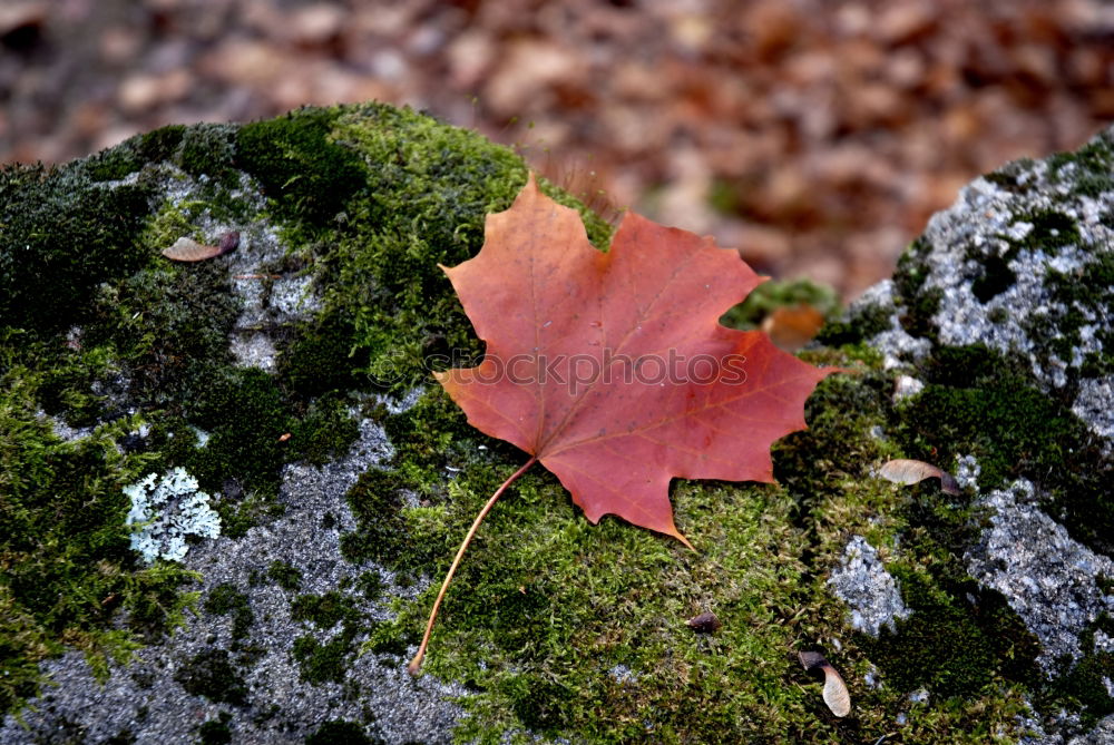 Moosteppich Blatt Pflanze