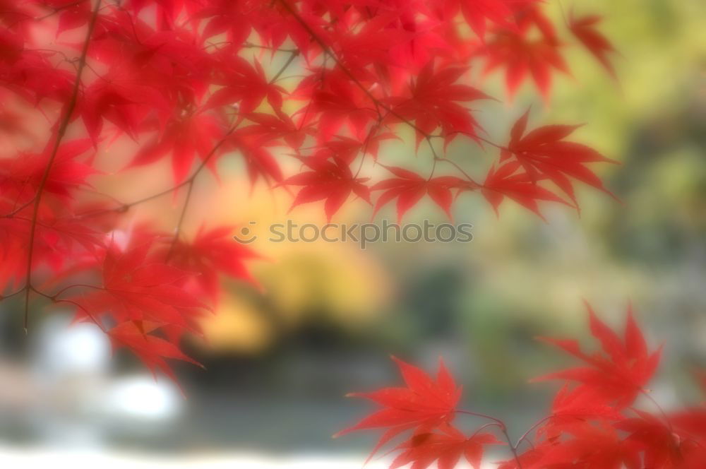 Similar – Image, Stock Photo Japanese ornamental maple