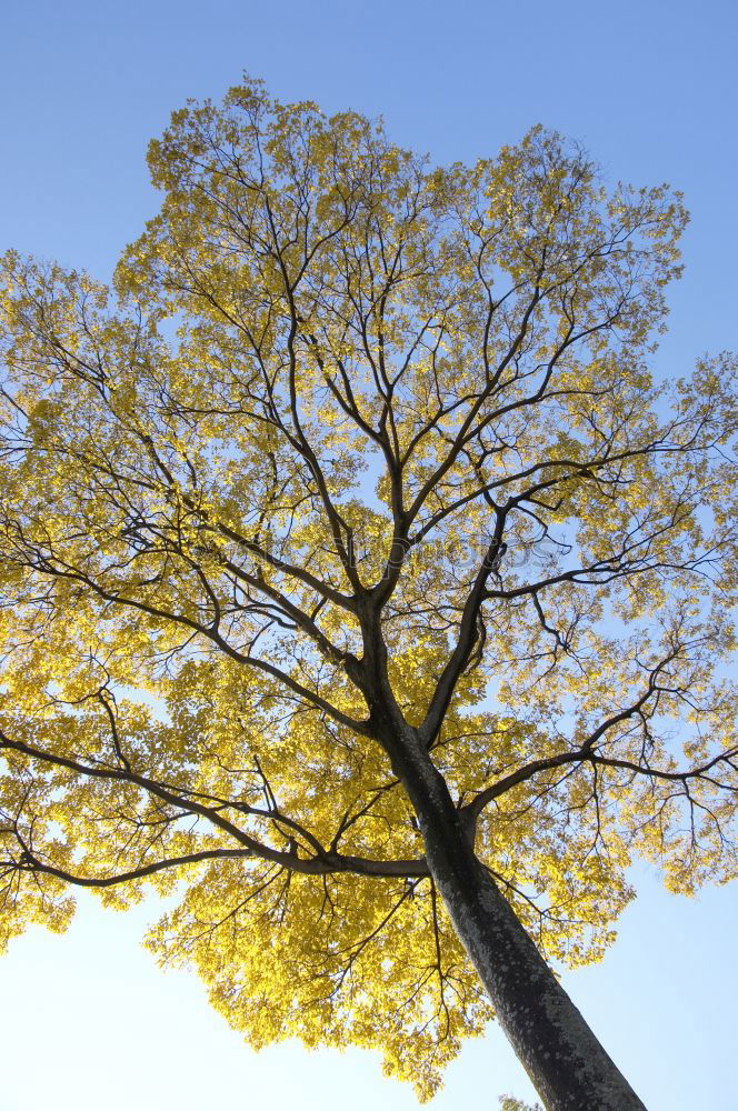 Similar – branches Nature Autumn