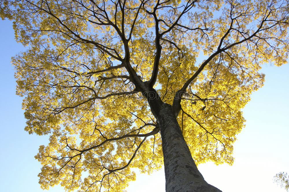 Similar – Image, Stock Photo Shadow of maple leaf on tree bark