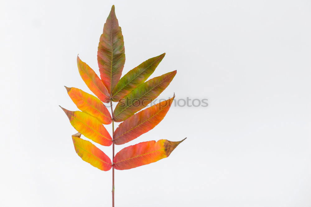 Similar – Image, Stock Photo herbarium Art Environment