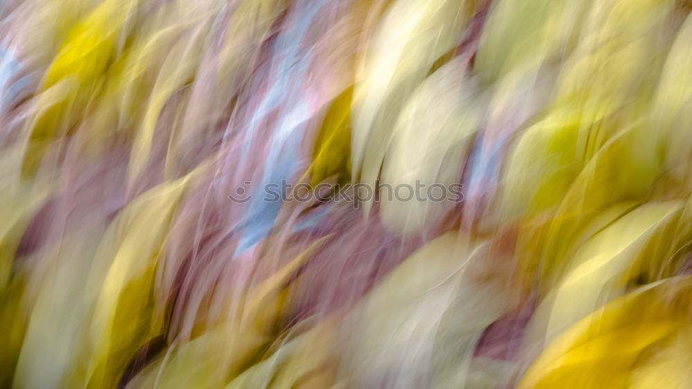Similar – Image, Stock Photo hazelnuts Nature Plant