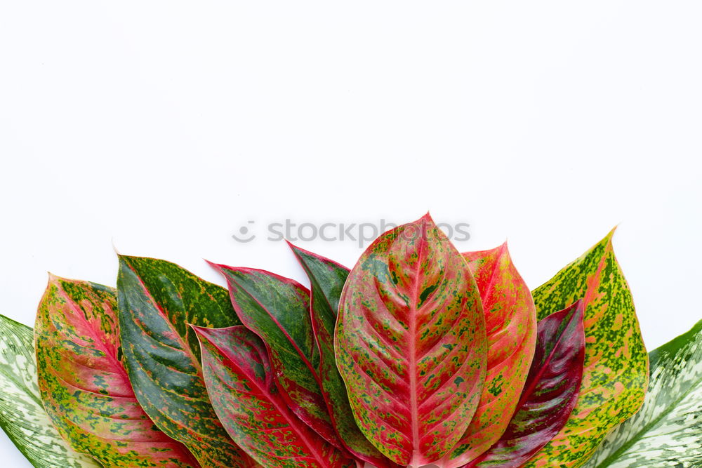 Similar – Mangold red-green Plant