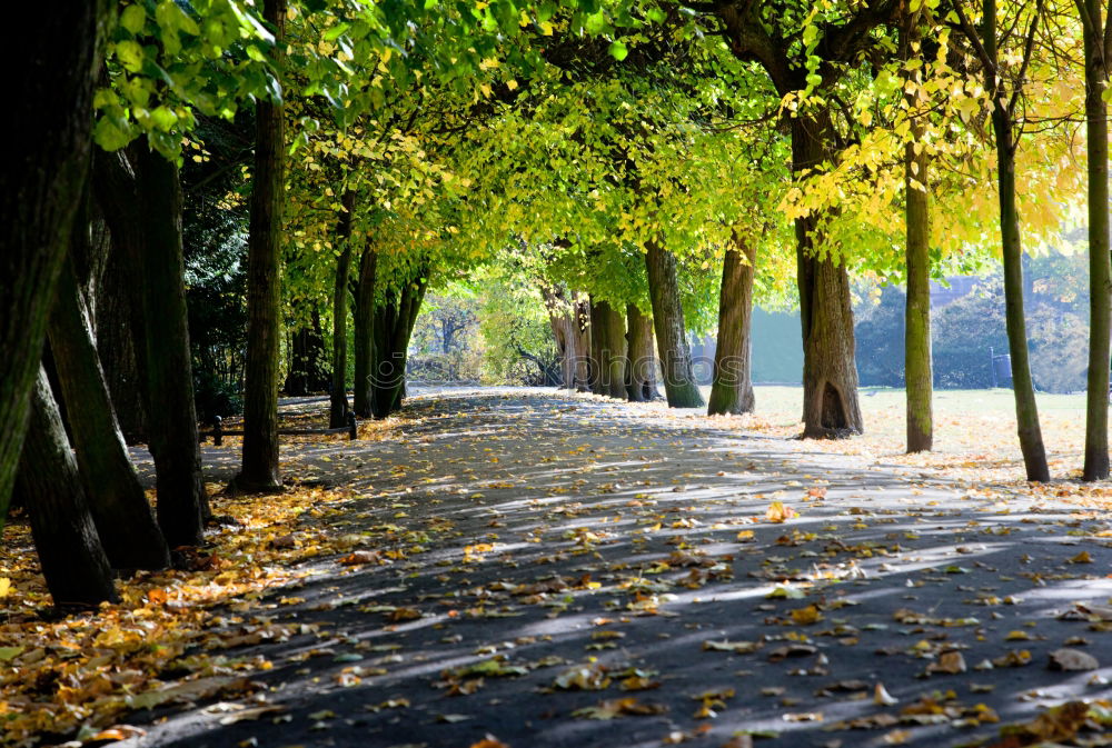 Similar – Eine Straße, viele Bäume (…)