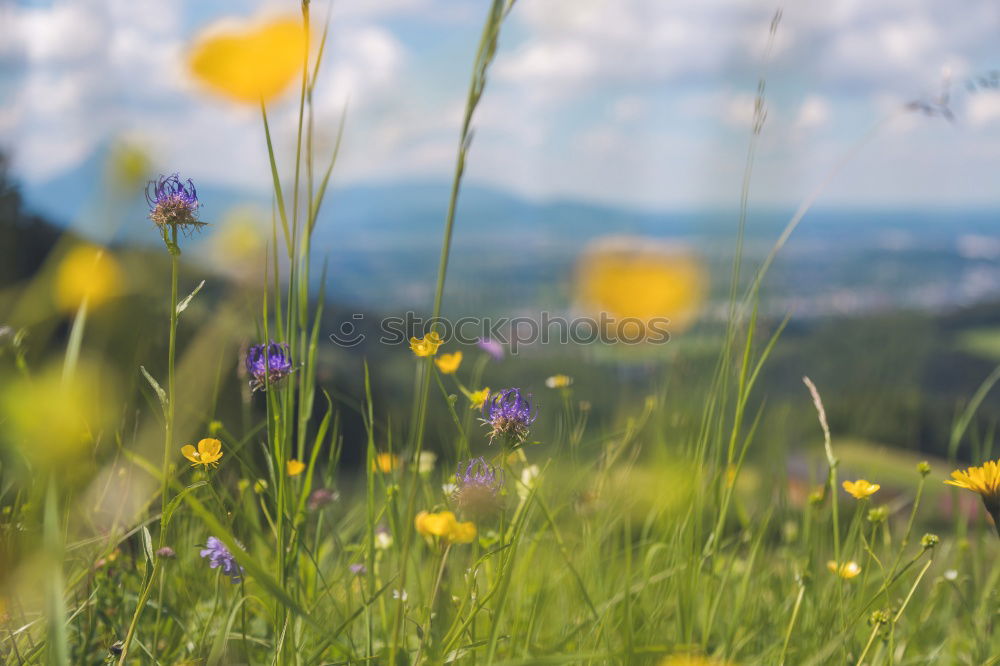 Similar – Image, Stock Photo Somewhere in the Allgäu (5).