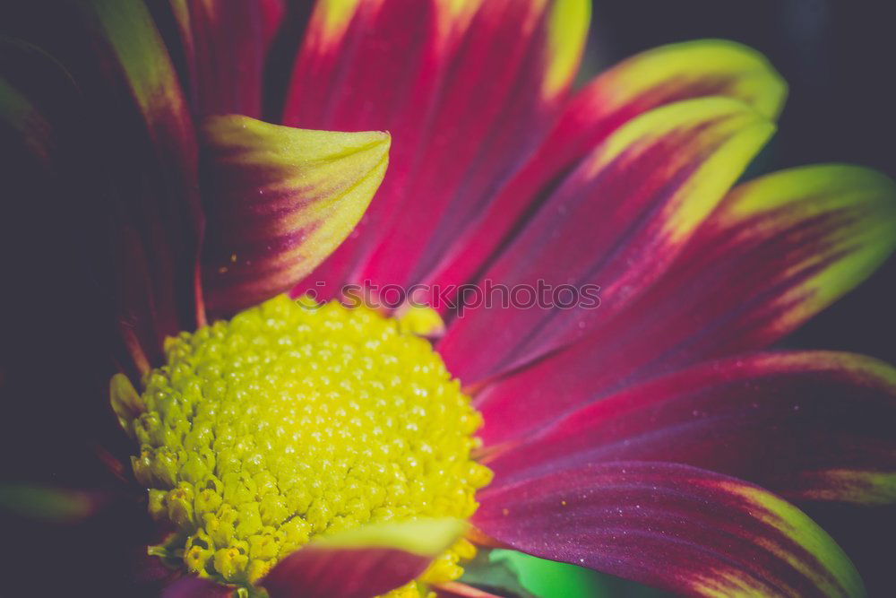 Similar – Image, Stock Photo Red Gerbera Flower