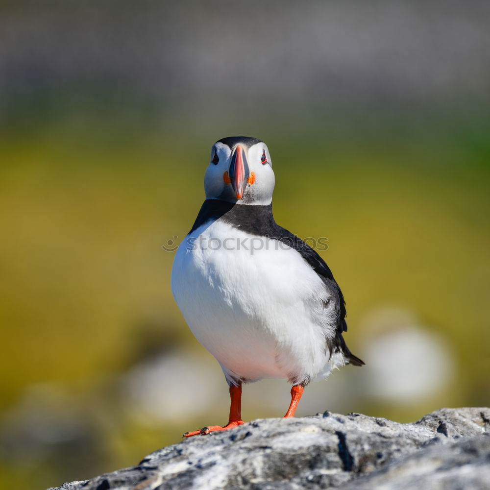 Similar – Image, Stock Photo Arctic Tern