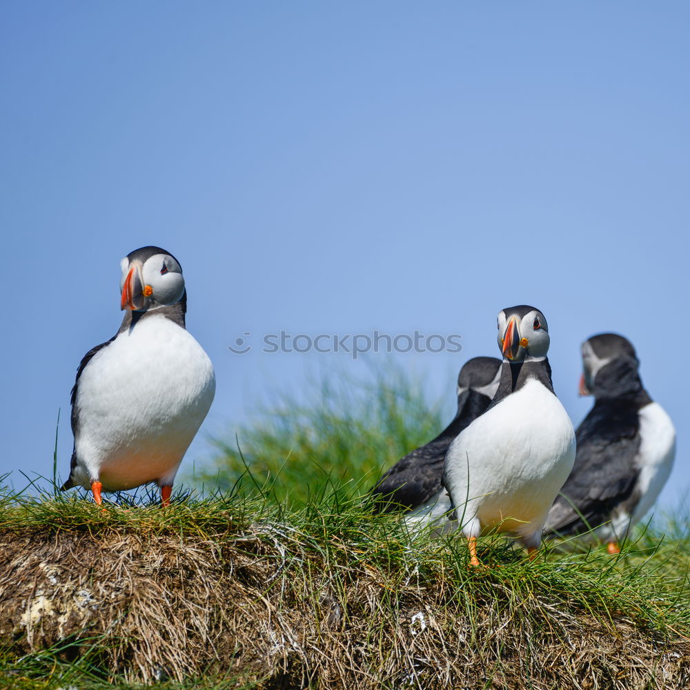 Similar – Image, Stock Photo Puffins oOOO