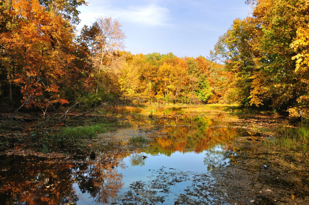 Similar – Image, Stock Photo autumn mood Nature