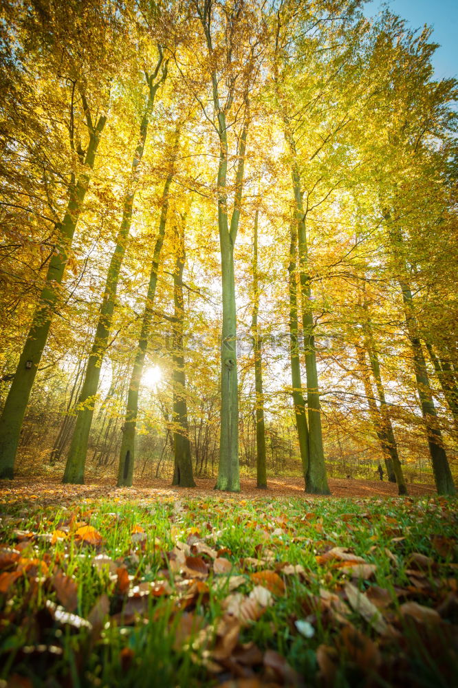 Herbstwald Umwelt Natur