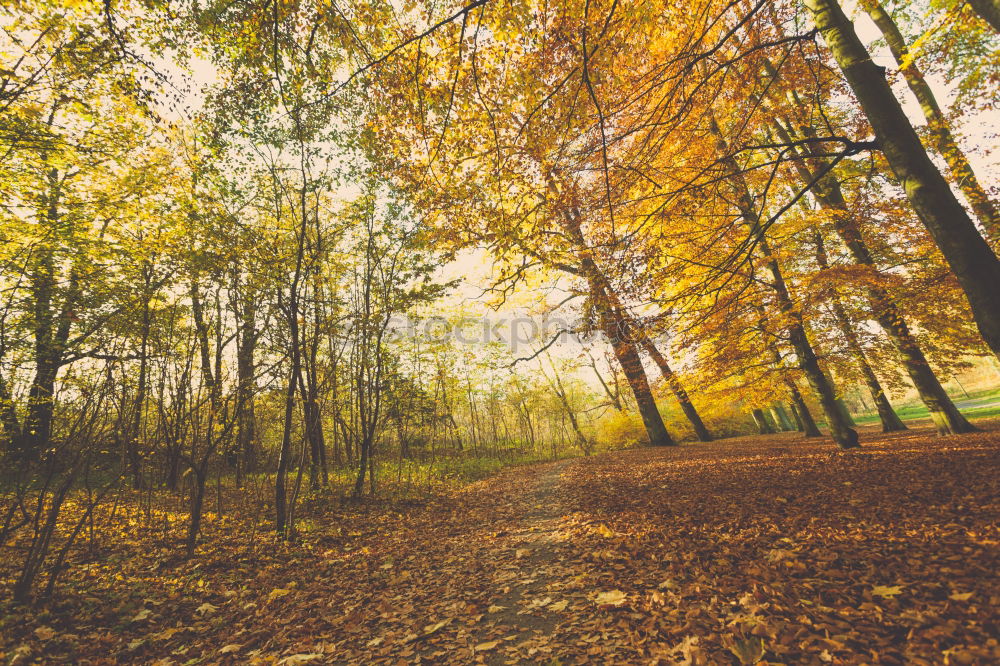 Similar – Image, Stock Photo red october Environment