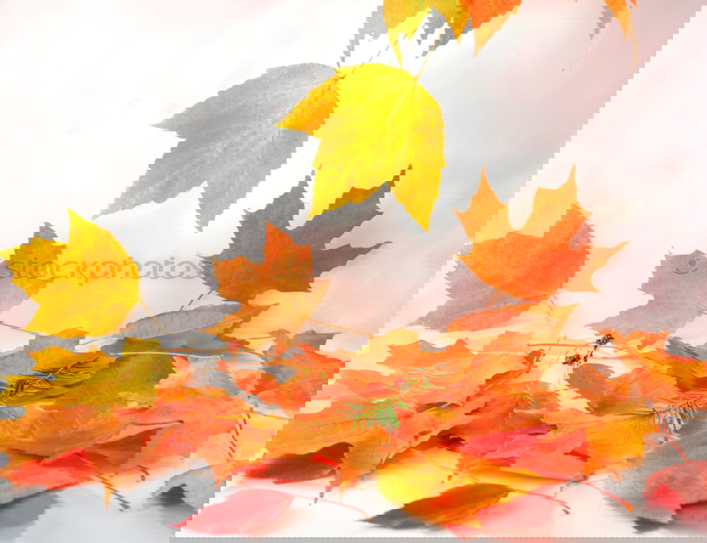 Similar – Foto Bild Kisten Buntes Herbst Blatt