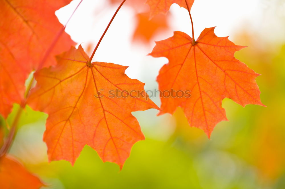 Similar – Red maple leaves on a green background