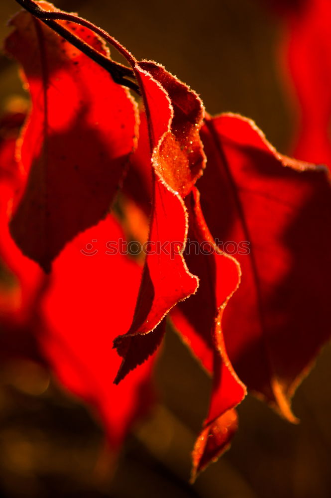 Similar – Foto Bild bloody blume rot Mohn