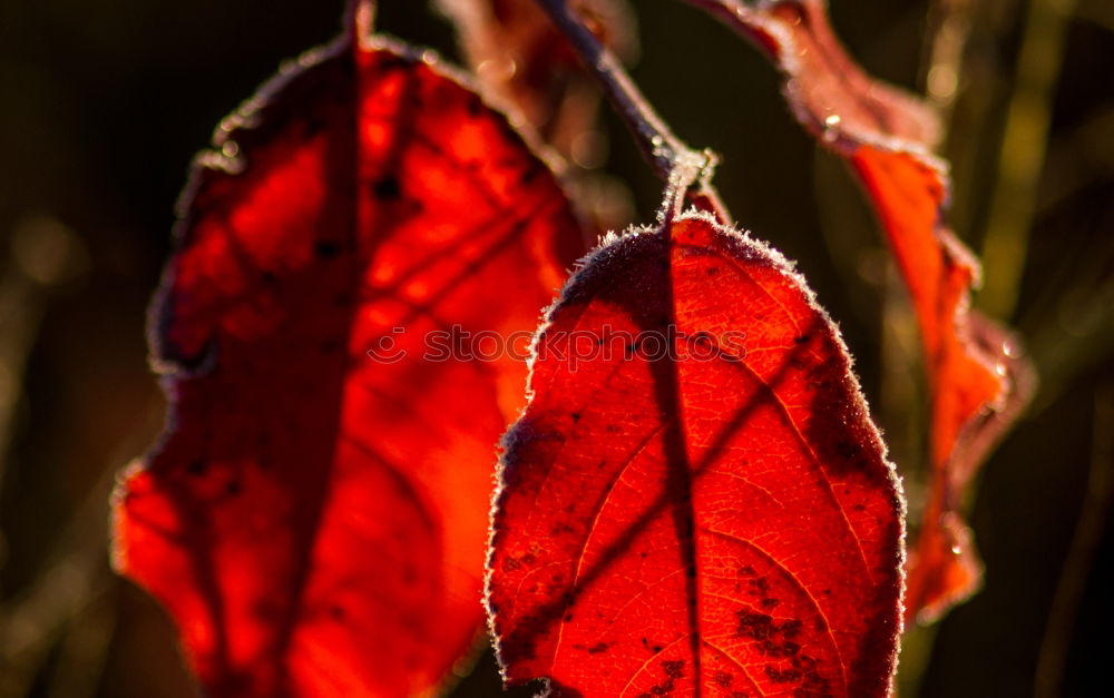 Similar – Image, Stock Photo autumn coloured-leaf