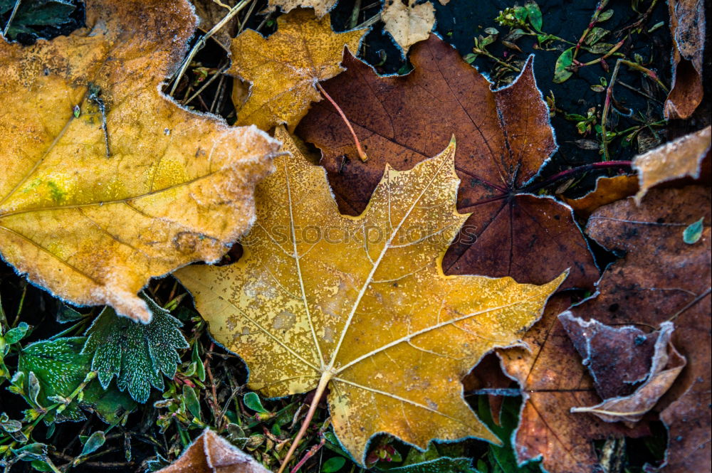 discoloured lime leaf