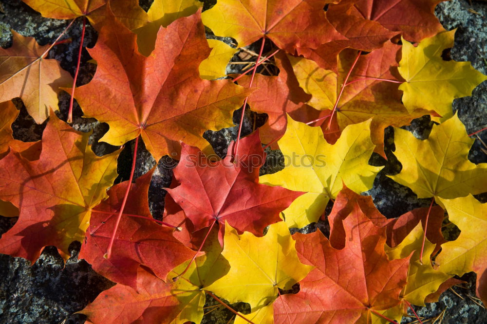 Similar – Image, Stock Photo Red maple leaves on the ground