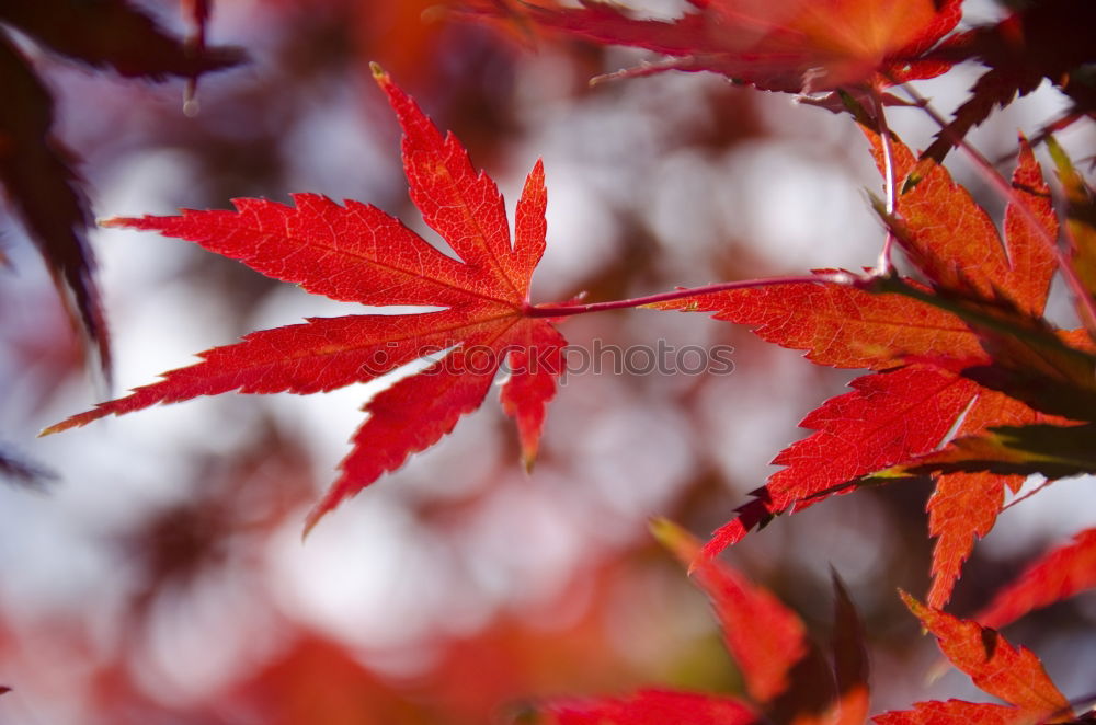 Similar – Image, Stock Photo flowering maple Nature