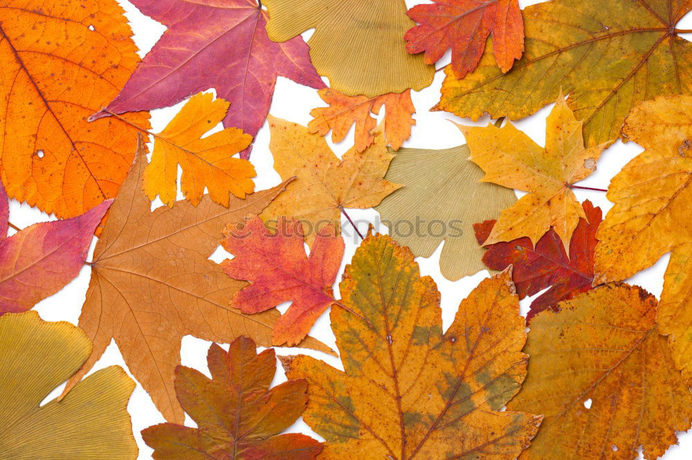 Similar – Image, Stock Photo oak leaves Environment