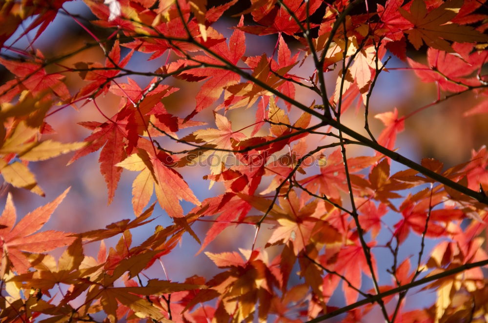 Similar – foliage Hazelnut leaf