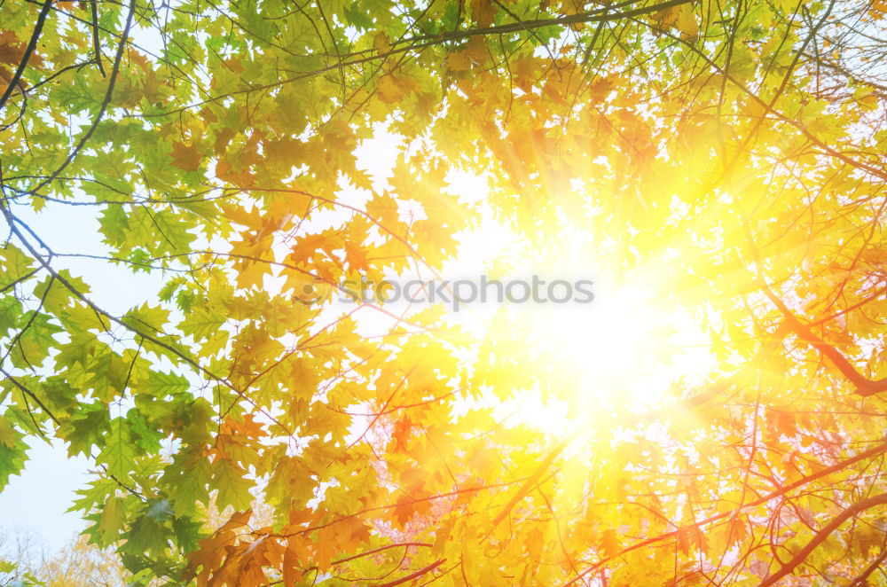 Similar – Foto Bild Sun is shining Farbfoto