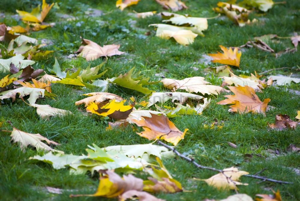 Similar – Foto Bild Herbstlaub Blatt grün