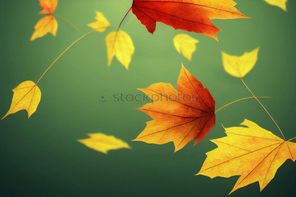 Similar – Image, Stock Photo Close-up of an autumnal yellow-brown coloured maple leaf on wood