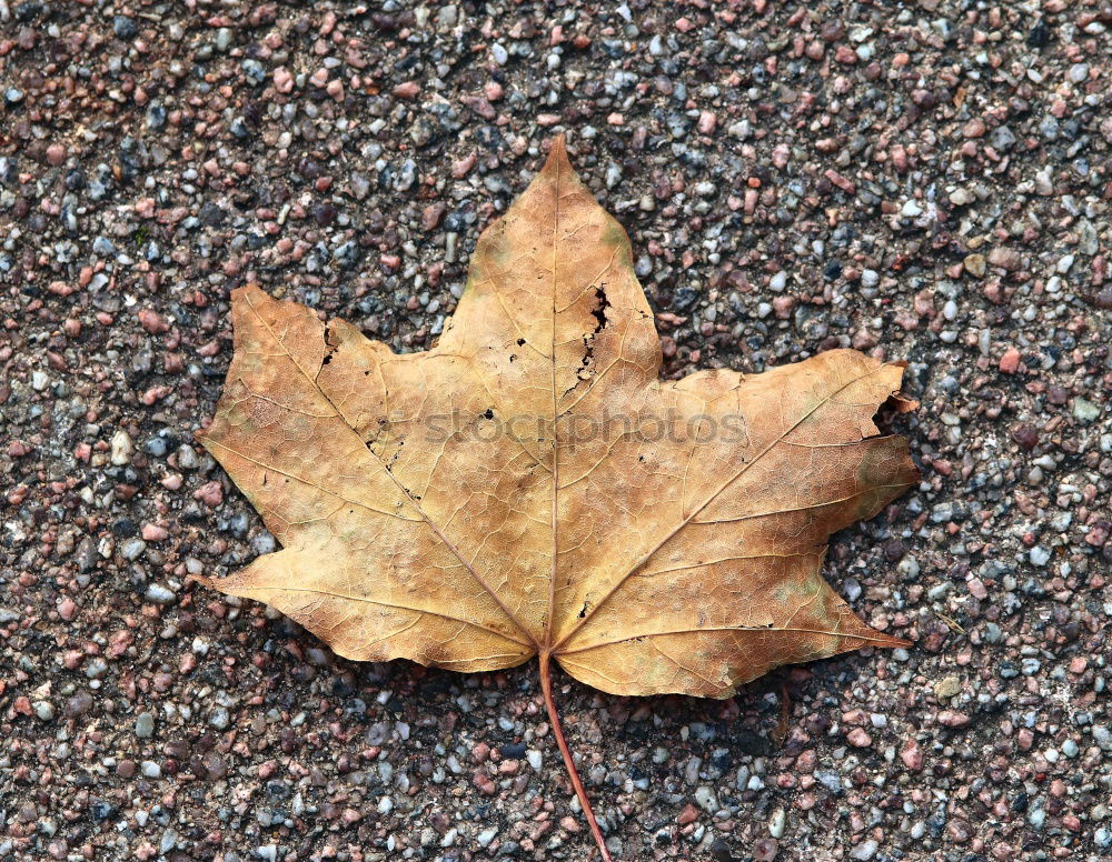 Similar – Autumn leaf on sidewalk