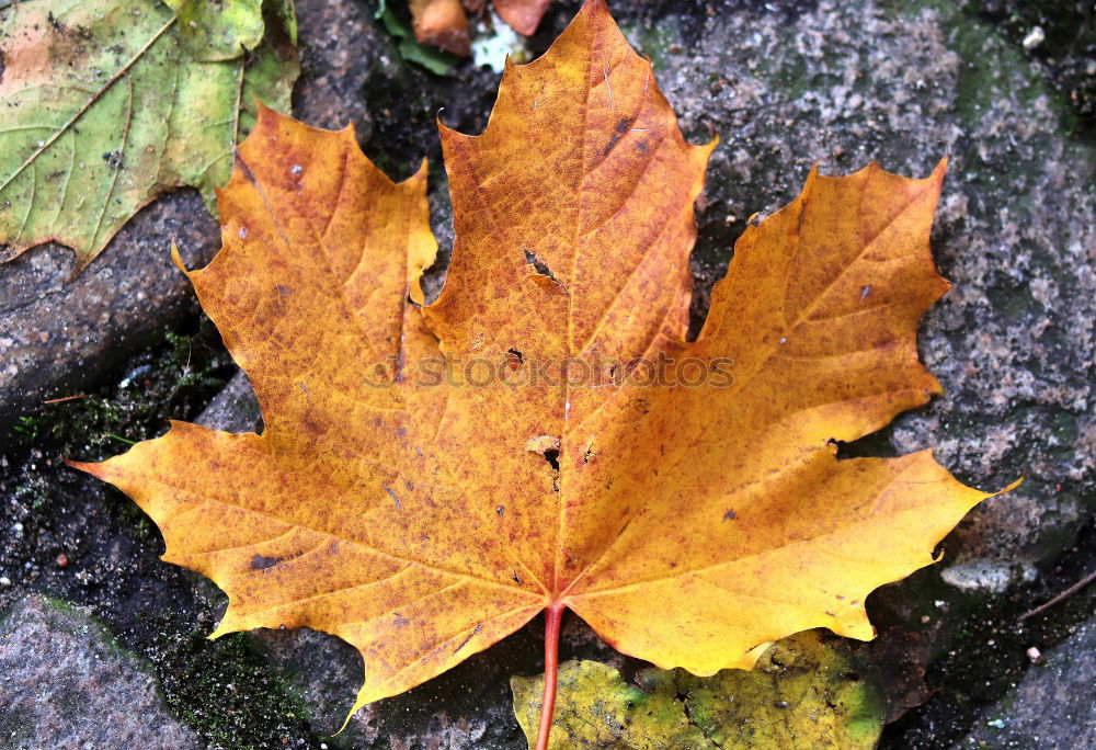 Similar – Autumn leaf on sidewalk