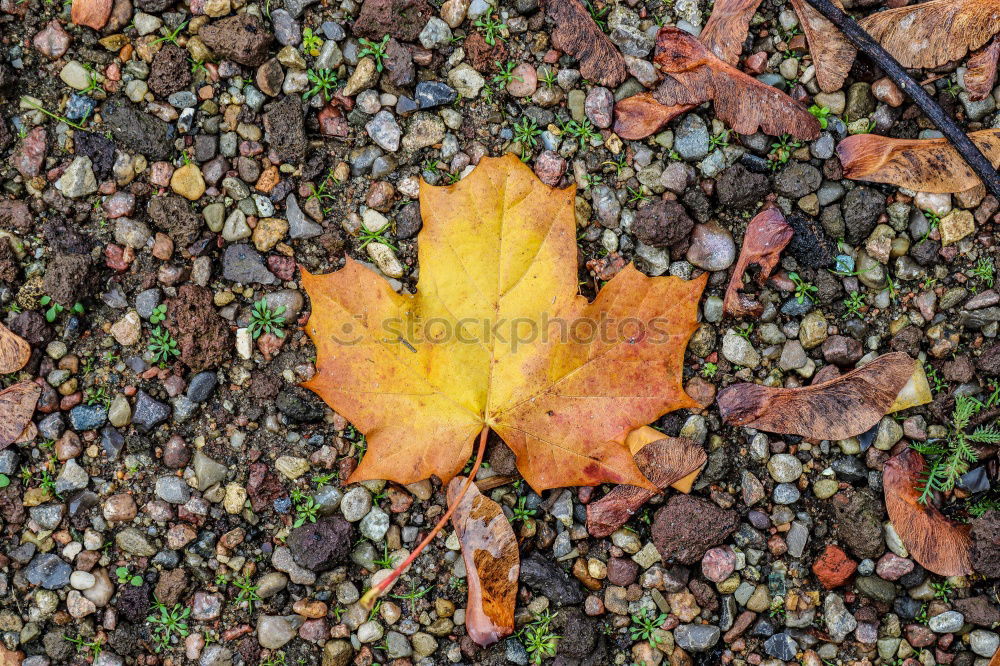 Similar – Autumn leaf on sidewalk