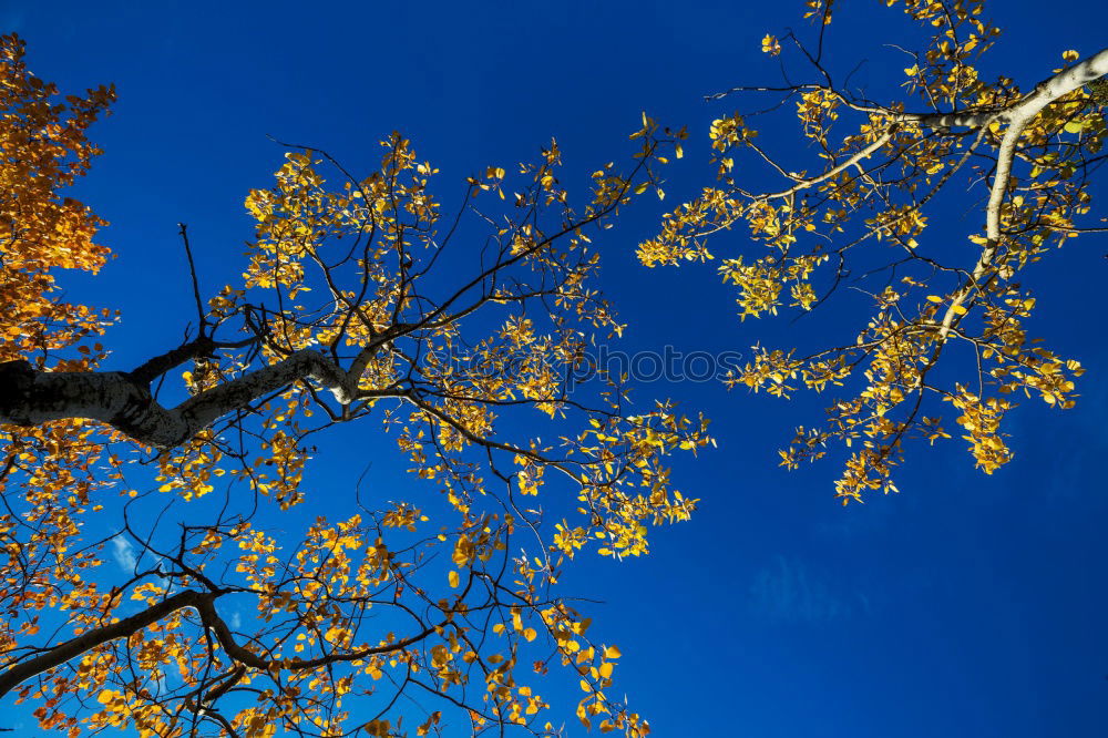 Similar – Es schreit nach Frühling.