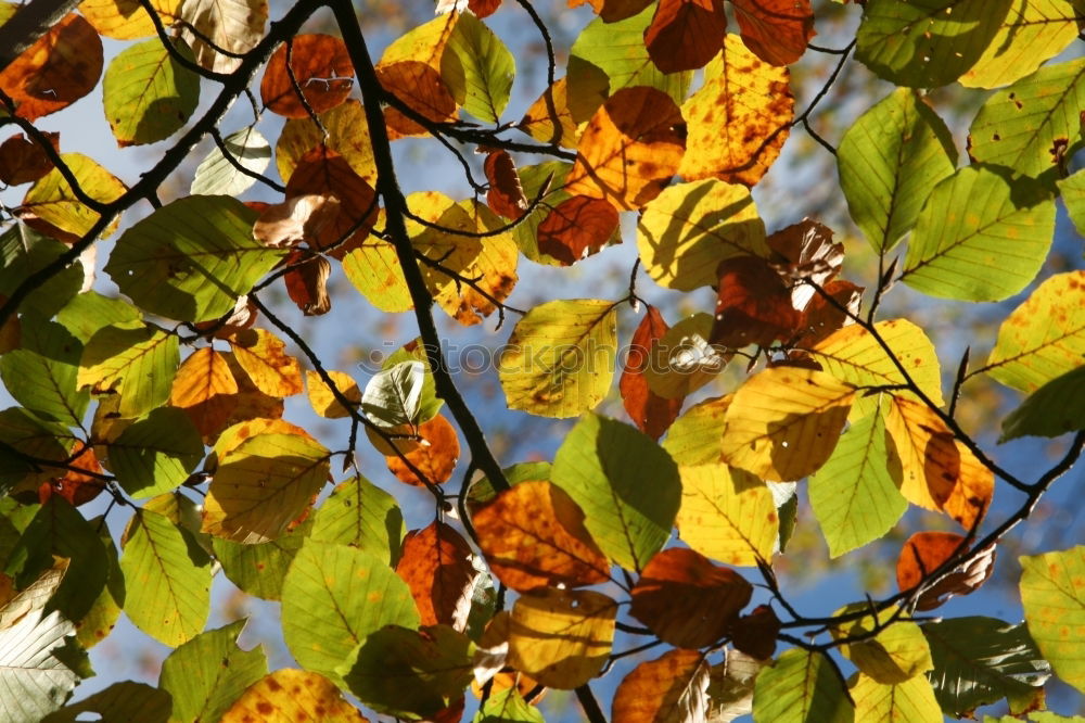 Similar – Herbstblätter Baum Ahorn