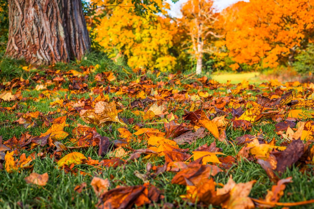 Autumn leaves under a tree in the fall