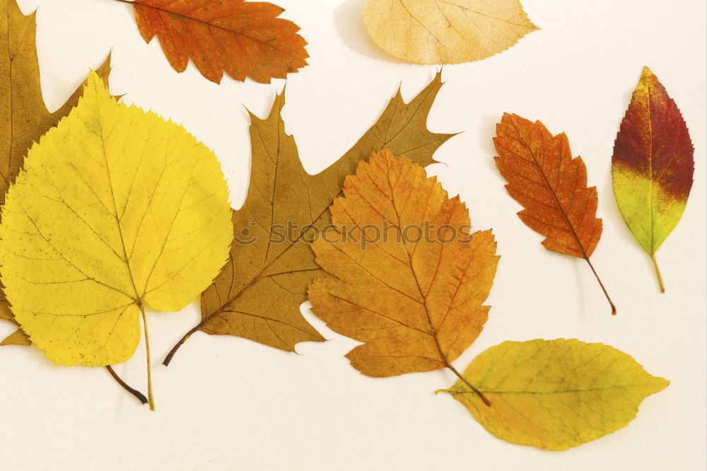 Similar – Image, Stock Photo A handful of autumn