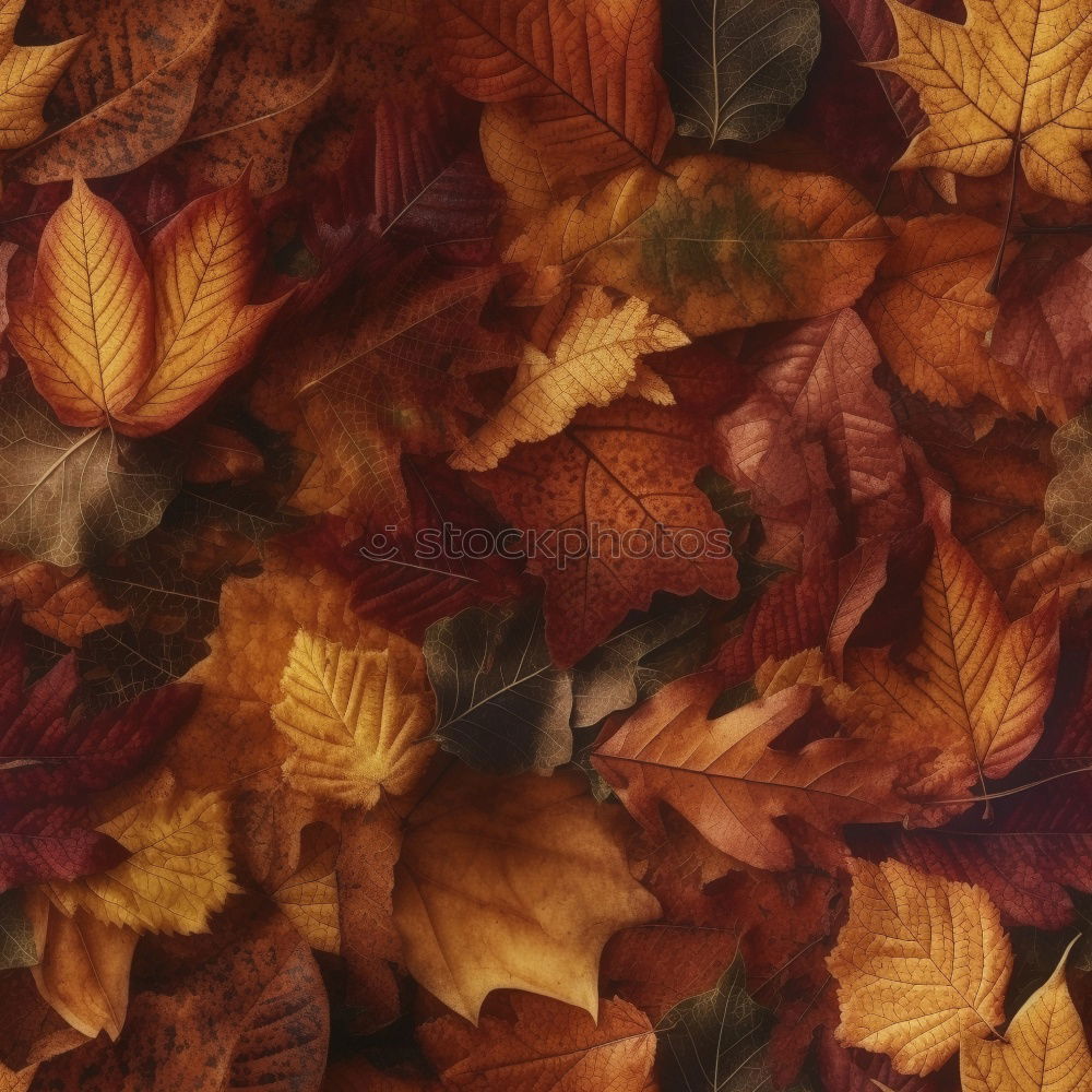 Similar – Image, Stock Photo autumn light IV Plant