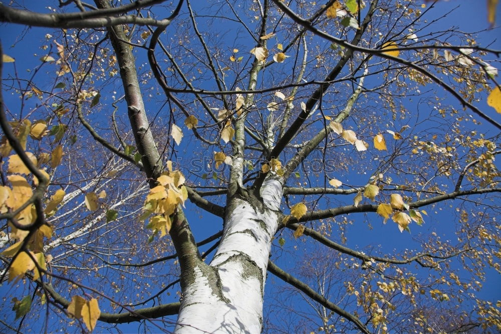 Similar – Foto Bild Vorfrühling Frucht Natur