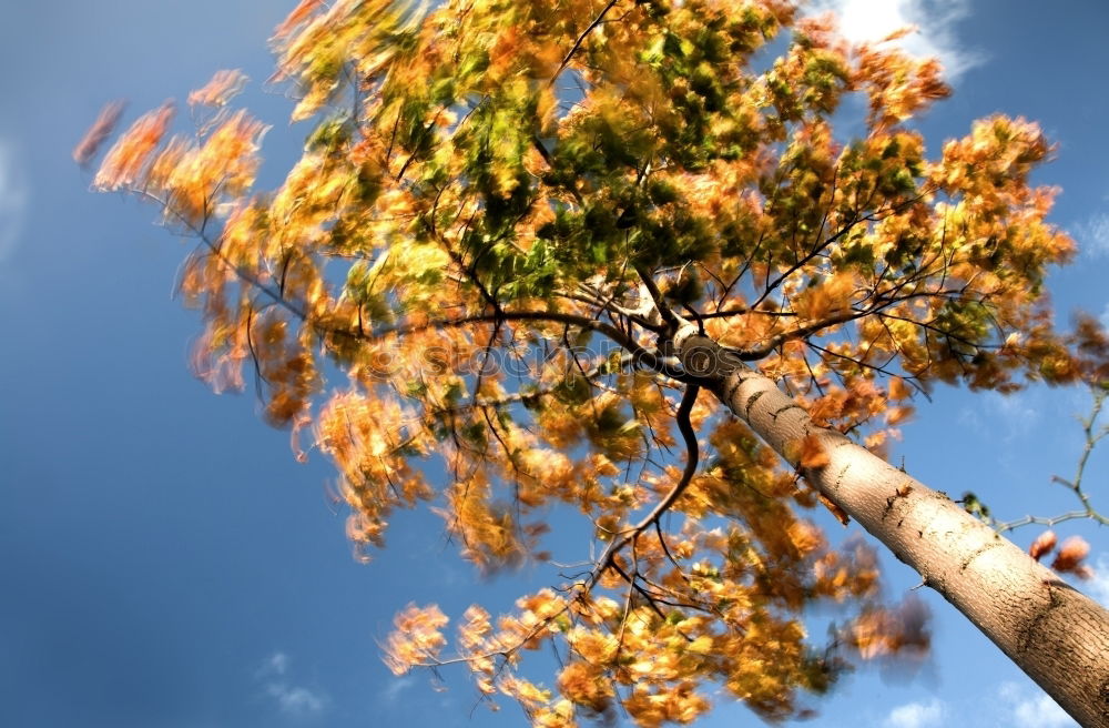 Similar – Frühlingsfarben Umwelt