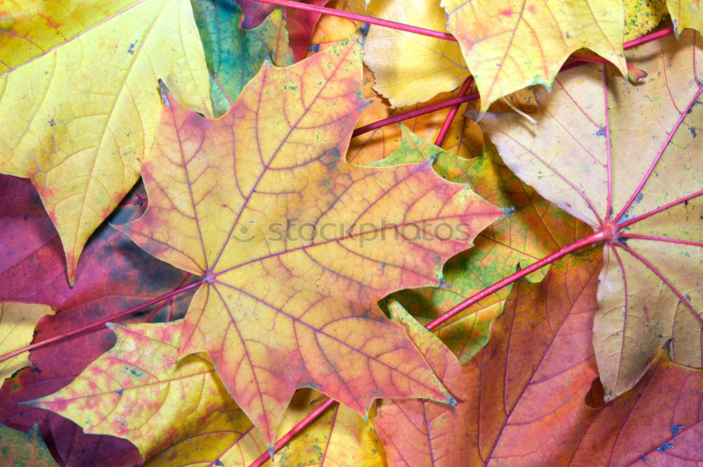 Similar – Image, Stock Photo Close-up of an autumnal yellow-brown coloured maple leaf on wood