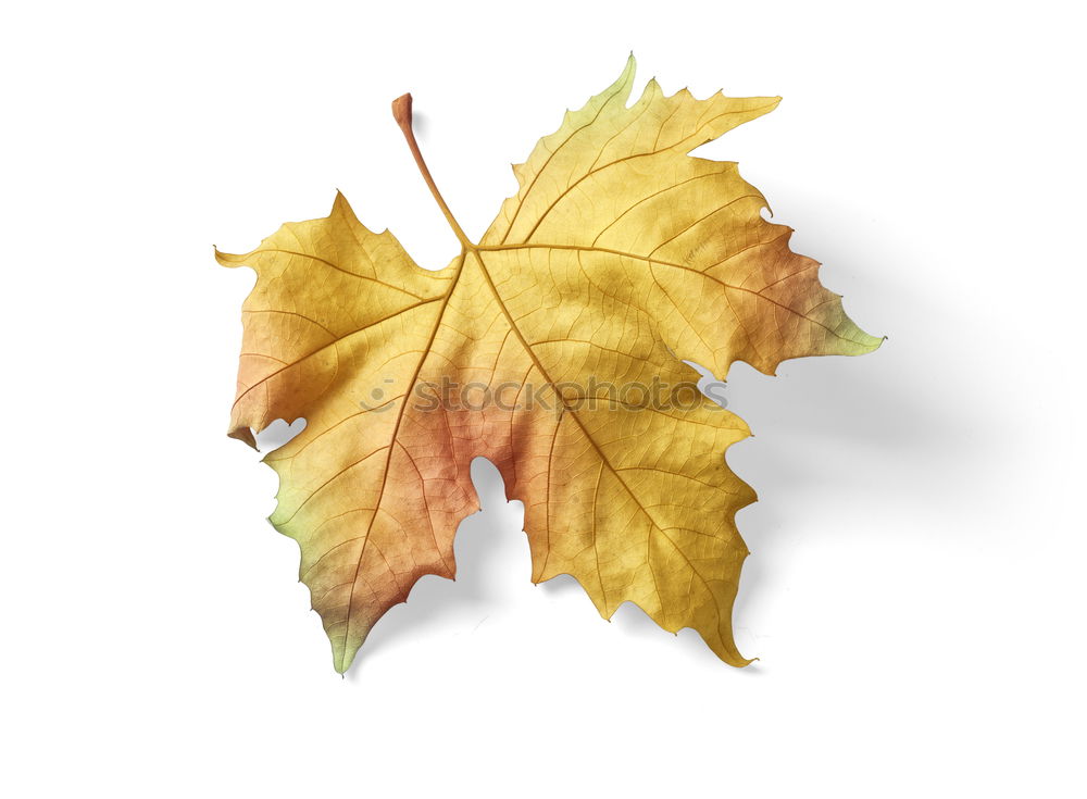 Similar – Autumn foliage V