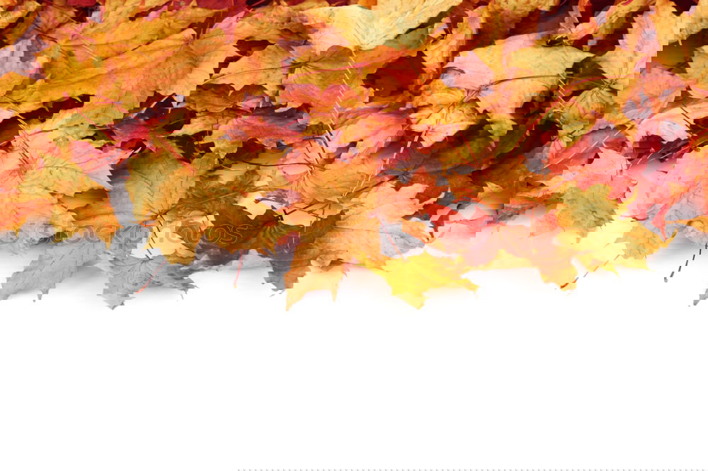 Similar – Foto Bild Kisten Buntes Herbst Blatt