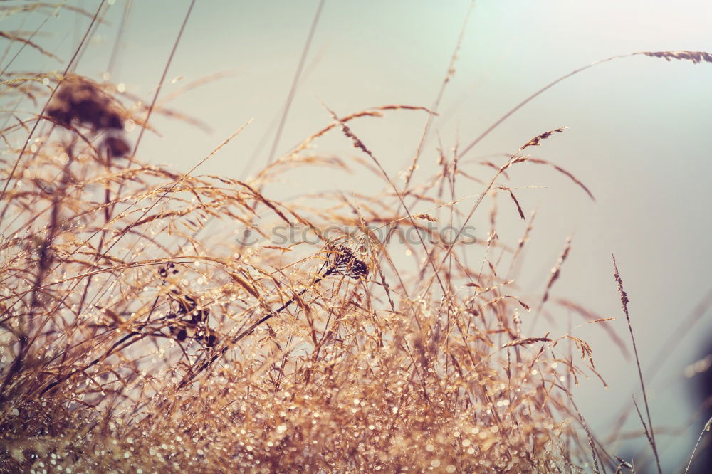 Similar – Foto Bild Spätsommergegenlicht Natur