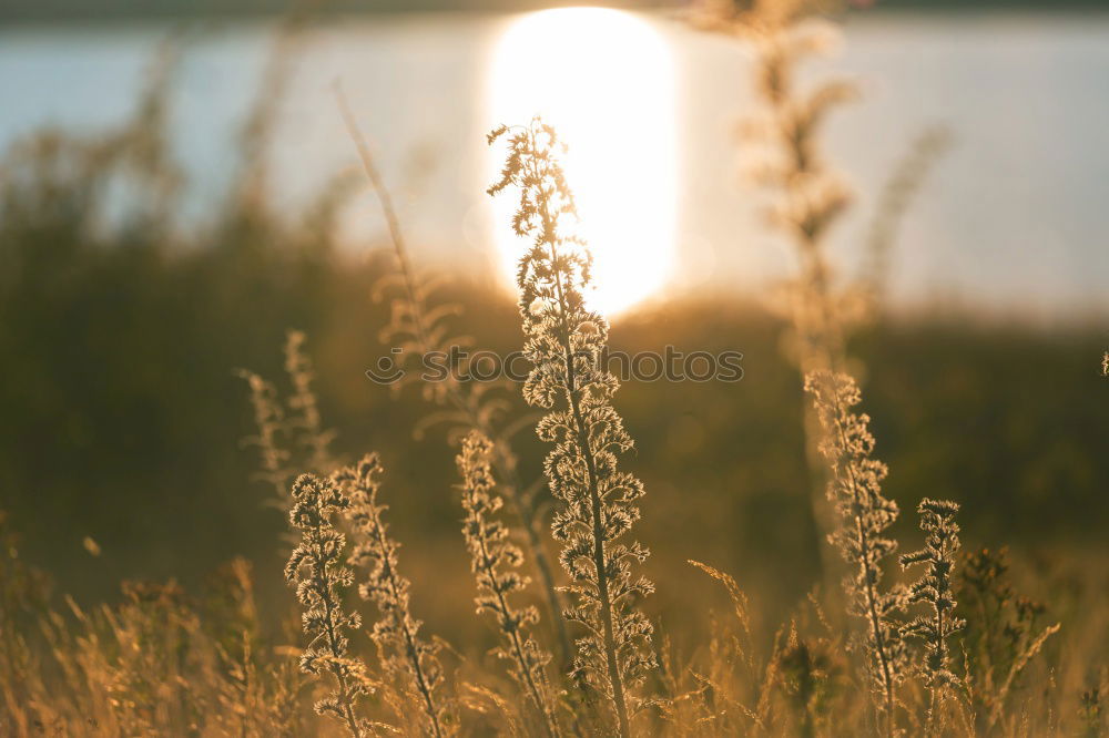 Similar – Image, Stock Photo summer light